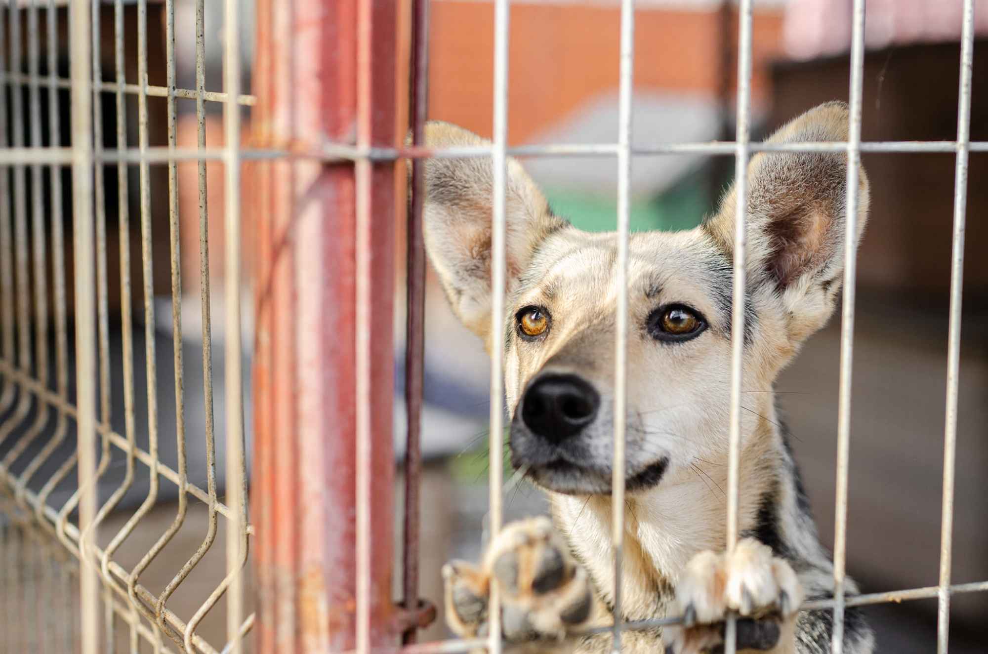 Milka - wesoła, przyjazna, kochająca życie sunia! Olsztyn - zdjęcie 1