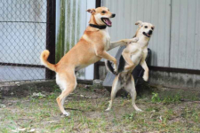 Daj Bryziowi szansę… On odda Ci całą miłość, jaką ma Olsztyn - zdjęcie 3