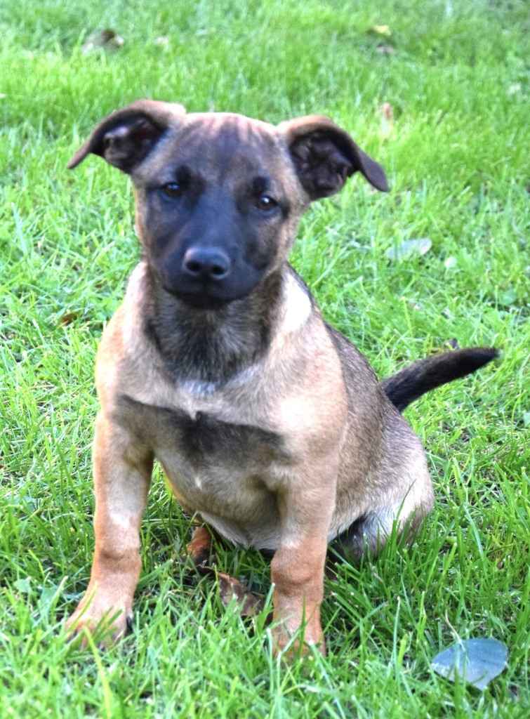 LUNA beżowa z czarną kufą szuka domu Sochaczew - zdjęcie 2