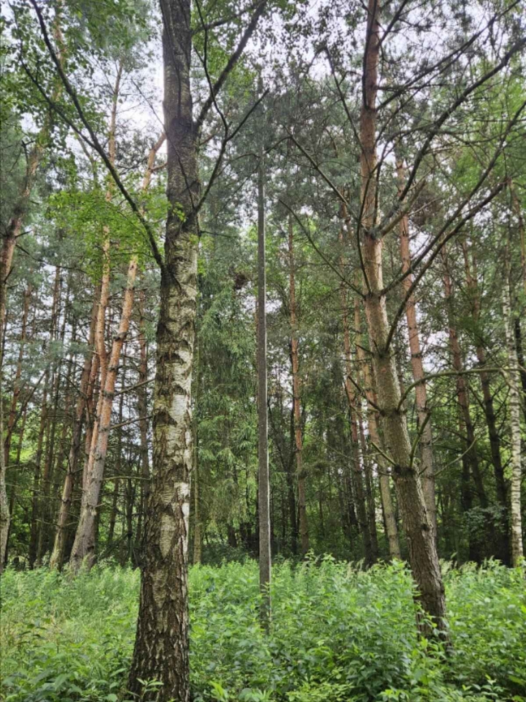 Działka budowlana (6000 m2) JEZIORO/LAS (Drogoszowice) Drogoszowice - zdjęcie 11