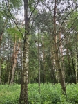 Działka budowlana (6000 m2) JEZIORO/LAS (Drogoszowice) Drogoszowice - zdjęcie 11