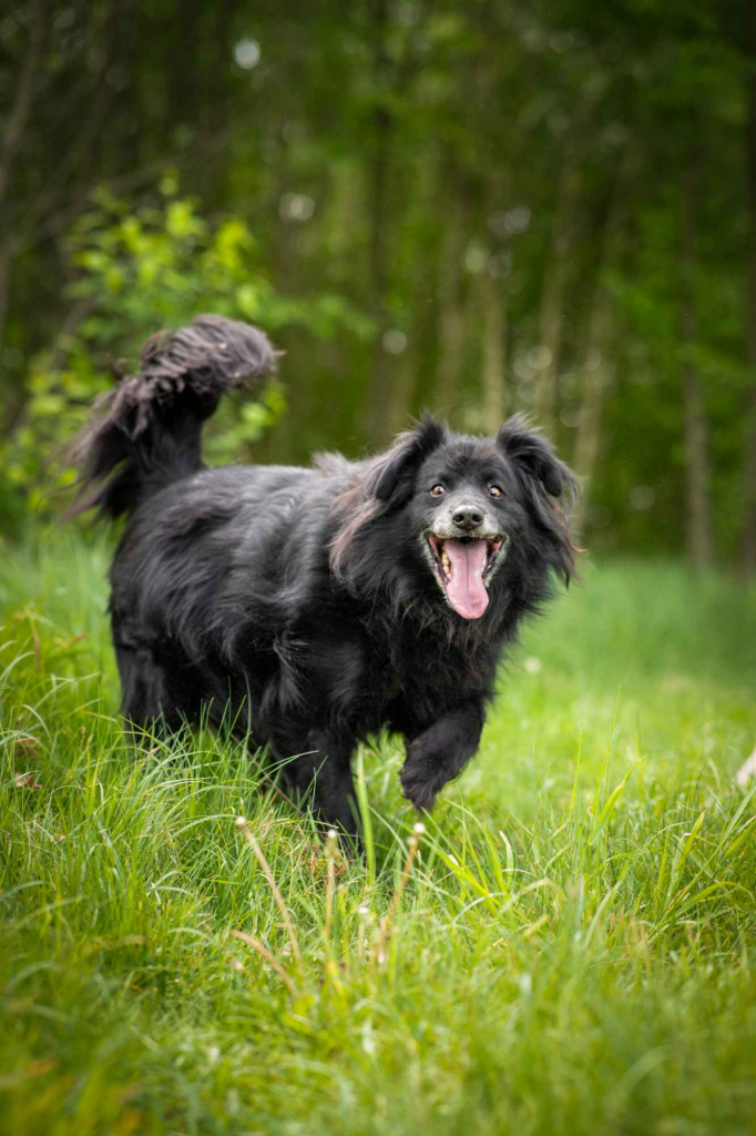 Piękny Leopold, uratuj go zza krat! Olsztyn - zdjęcie 2