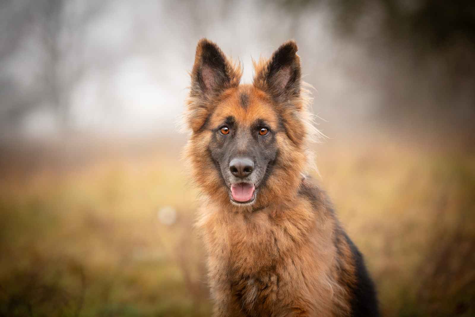 Ares - młody przepiękny owczarek szuka spokojnego domu! Olsztyn - zdjęcie 1