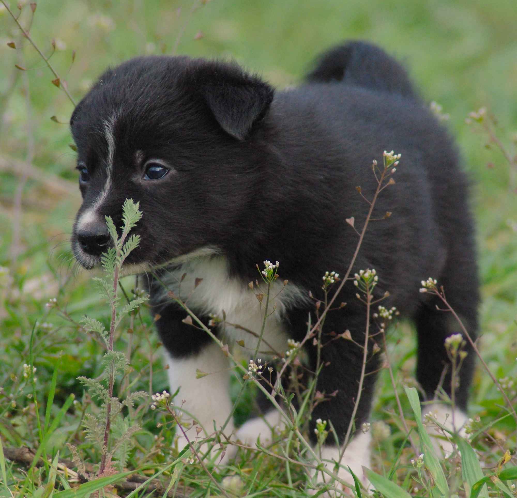 Border collie blue merle blue eyes Lublin - zdjęcie 7