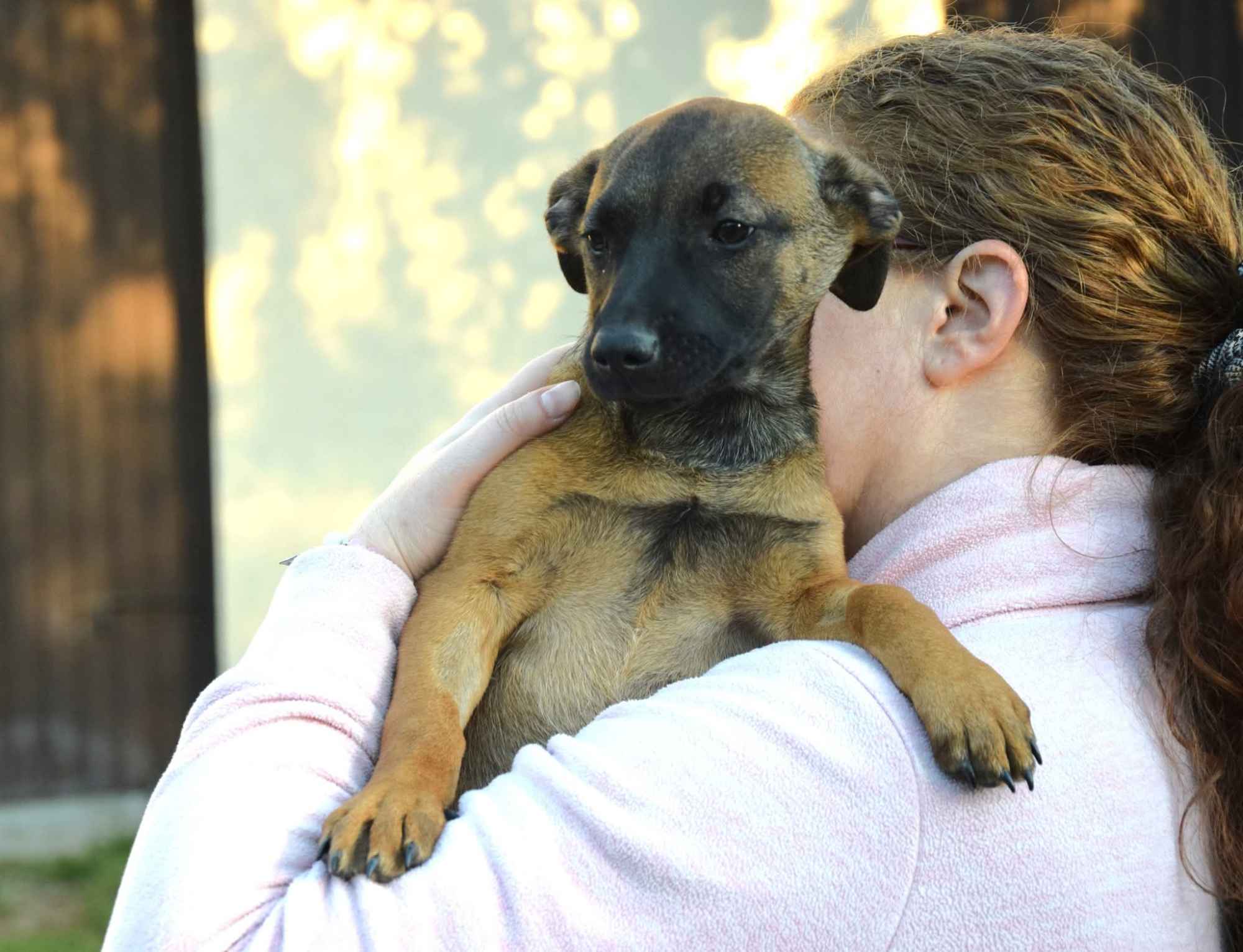 5 miesięczna Tina szczeniak szuka domu! Olsztyn - zdjęcie 2