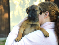 5 miesięczna Tina szczeniak szuka domu! Olsztyn - zdjęcie 2