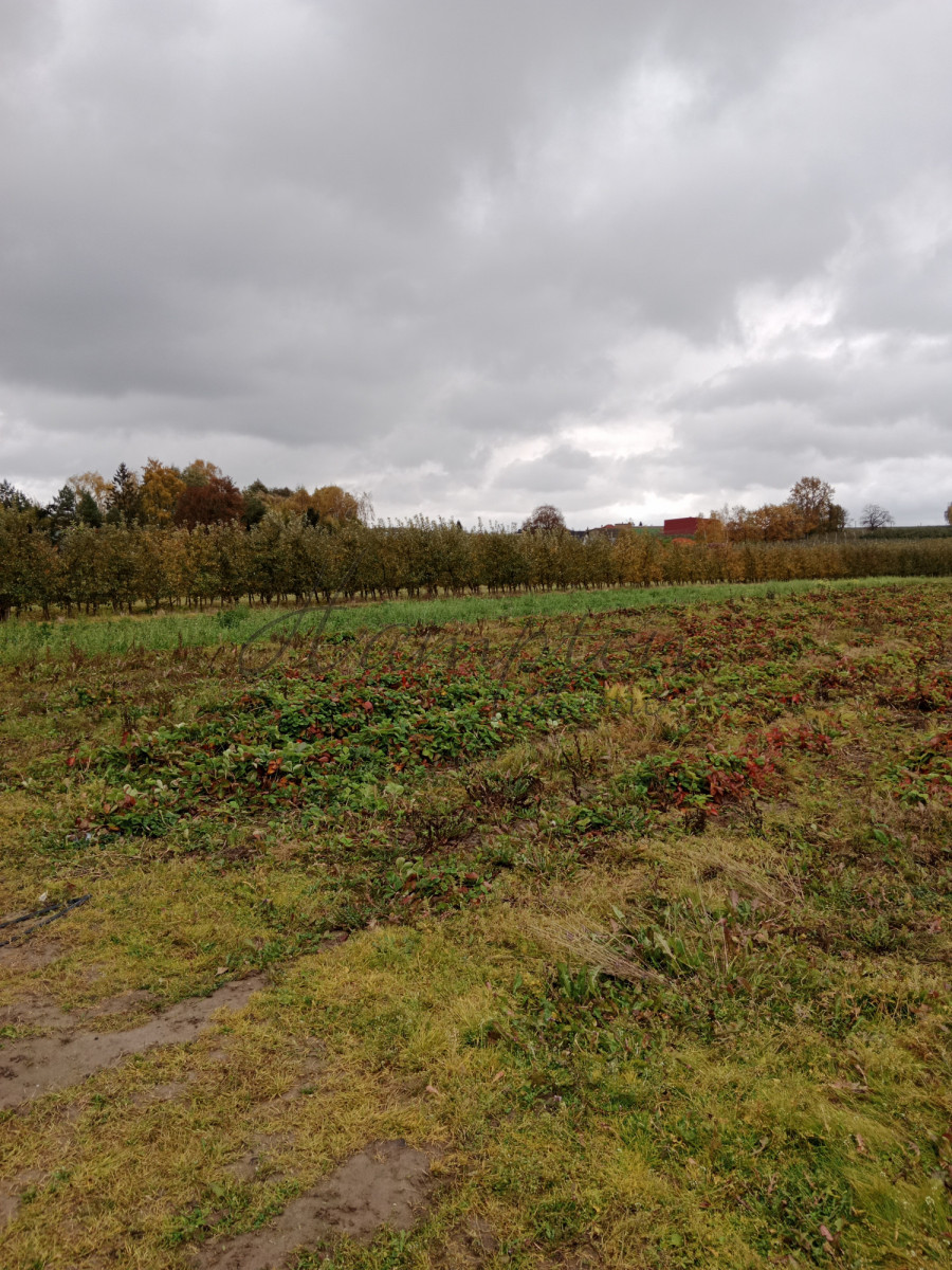 Sprzedam działkę 8235 m2 Ursynów Ursynów - zdjęcie 2