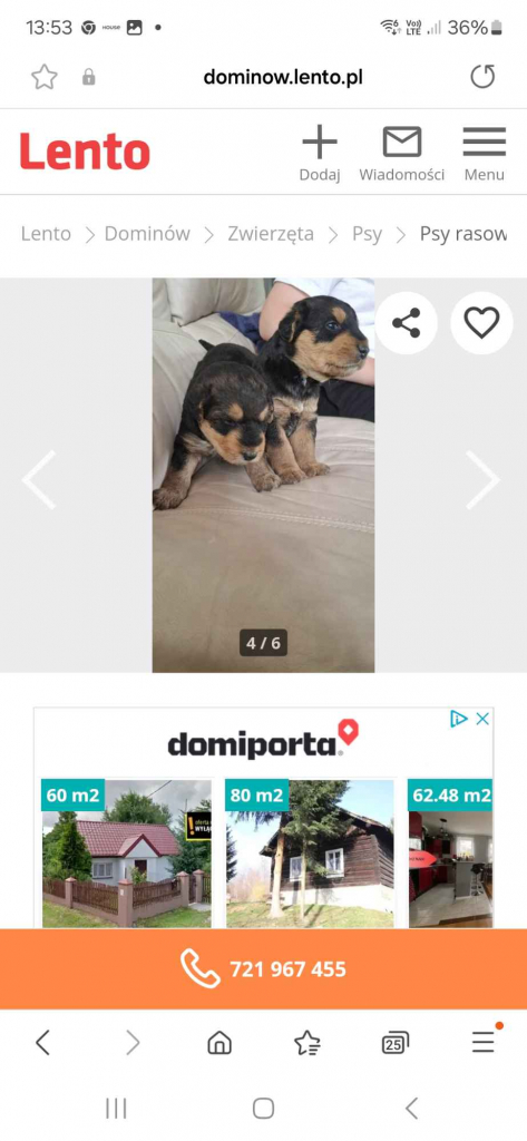 Airedale Terrier Lublin - zdjęcie 1