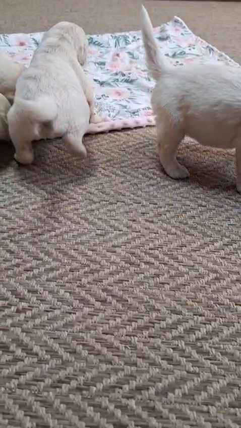 Szczeniak / piesek Golden Retriever Związek Kynologiczny FCI Wadowice - zdjęcie 4