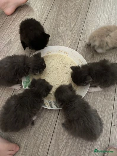 Ukamienowany kotek Ragdoll Bielany - zdjęcie 7