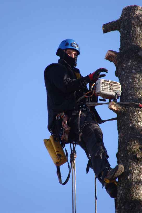 Ścinka drzew, ścinka sekcyjna prace alpinistyczne Słupsk - zdjęcie 3
