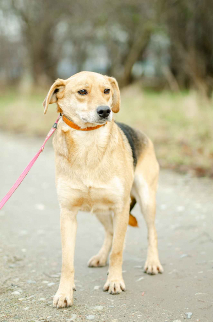 Kira - łagodna, przyjazna sunia BŁAGA o dom! Olsztyn - zdjęcie 3