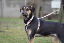 Mały bohater o wielkim sercu czeka na dom! Zorro poleca się do adopcji