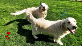 Szczeniaki / psy Golden Retriever Związek Kynologiczny FCI Wadowice - zdjęcie 7
