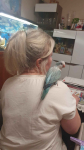 Papugi ręcznie karmione Pieniężno - zdjęcie 2