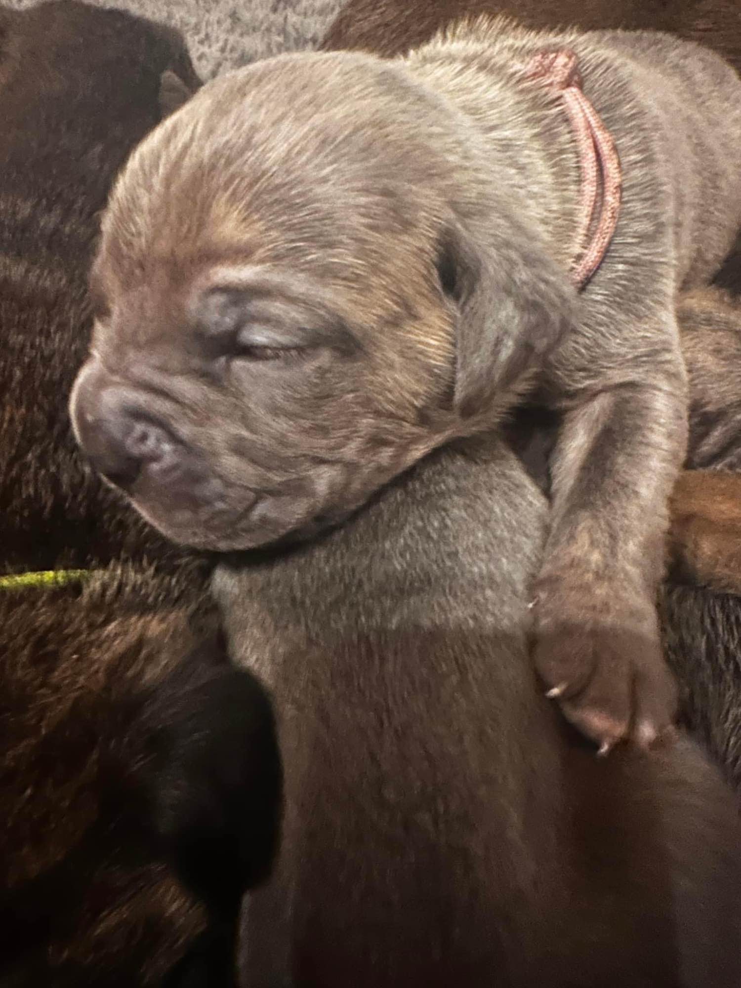 Cane Corso szukają domku Hel - zdjęcie 6