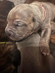 Cane Corso szukają domku Hel - zdjęcie 6