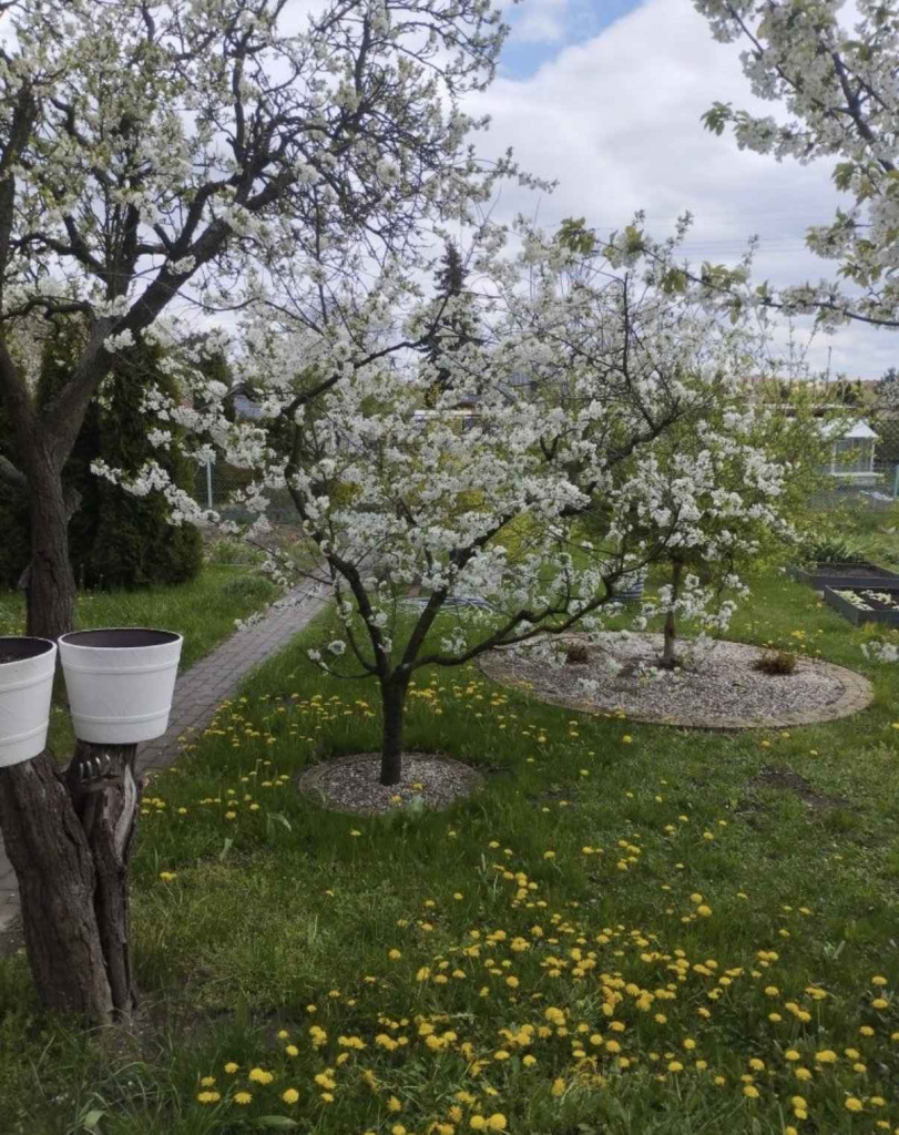 Działka Rekreacyjna (300 m2) ul. Norwida ALTANKA (Kluczbork) Kluczbork - zdjęcie 2