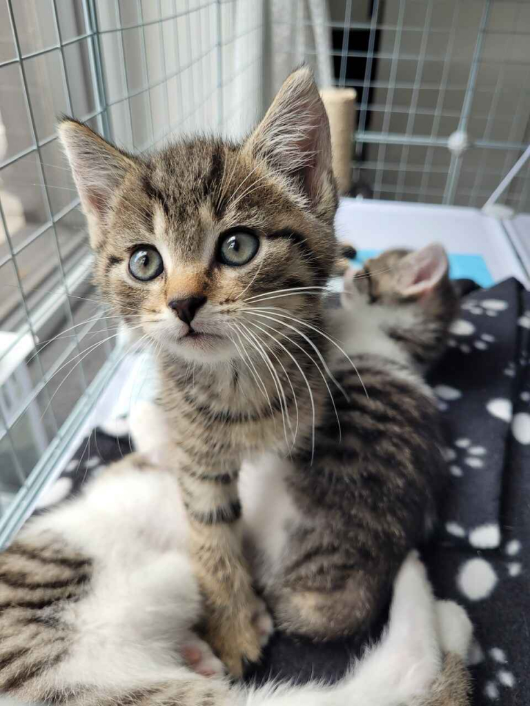 Cztery 8 tygodniowe kocięta szukają domów! Olsztyn - zdjęcie 4