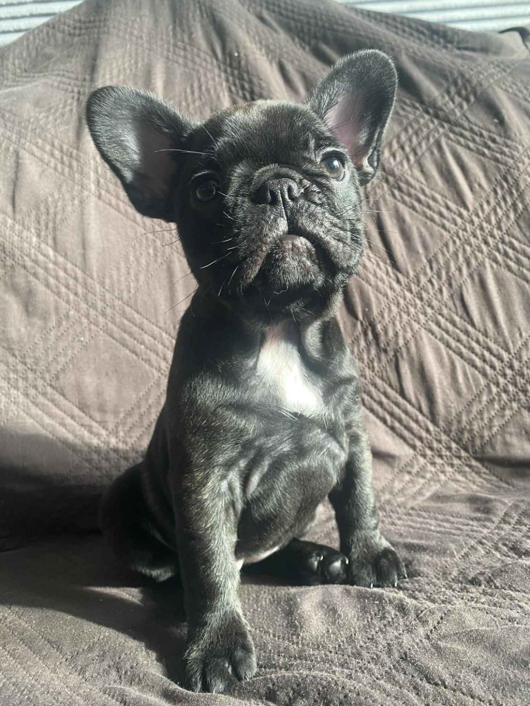 Buldog Francuski Celestynów - zdjęcie 3