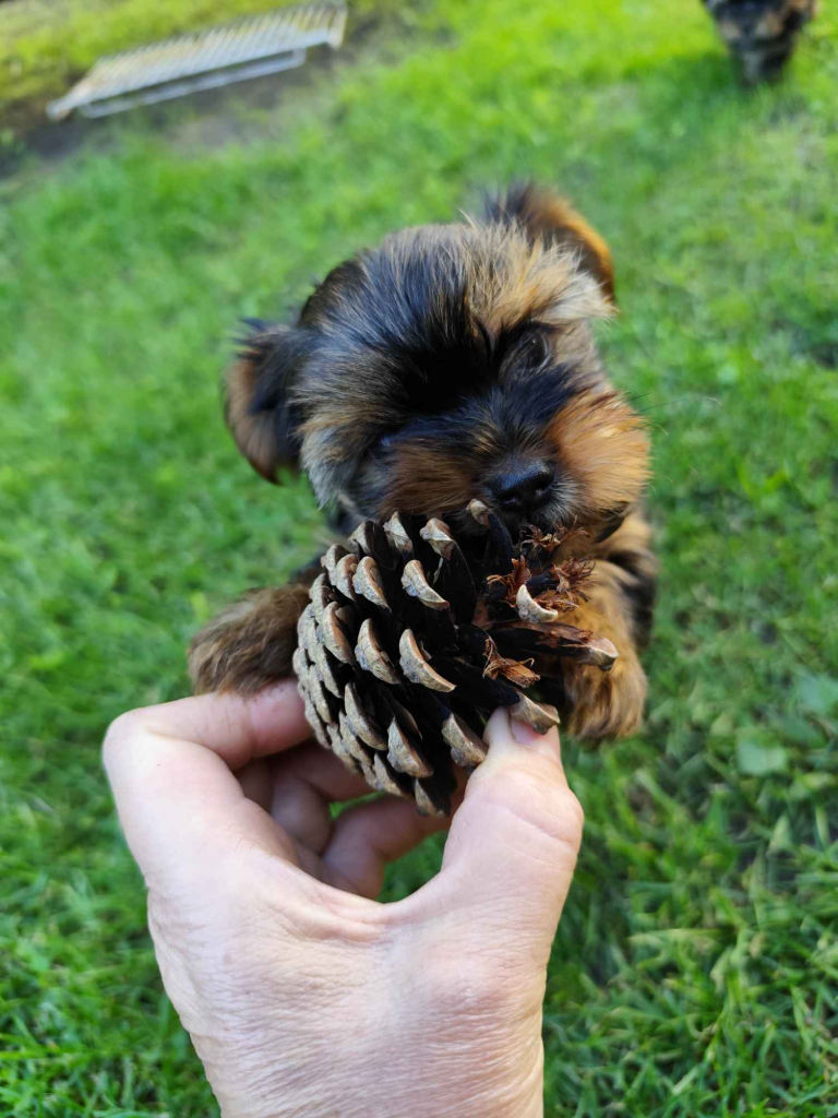 Yorkshire Terrier Bakałarzewo - zdjęcie 1