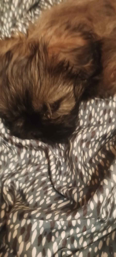 Sprzedam szczeniaka SHI-TZU Dębica - zdjęcie 2