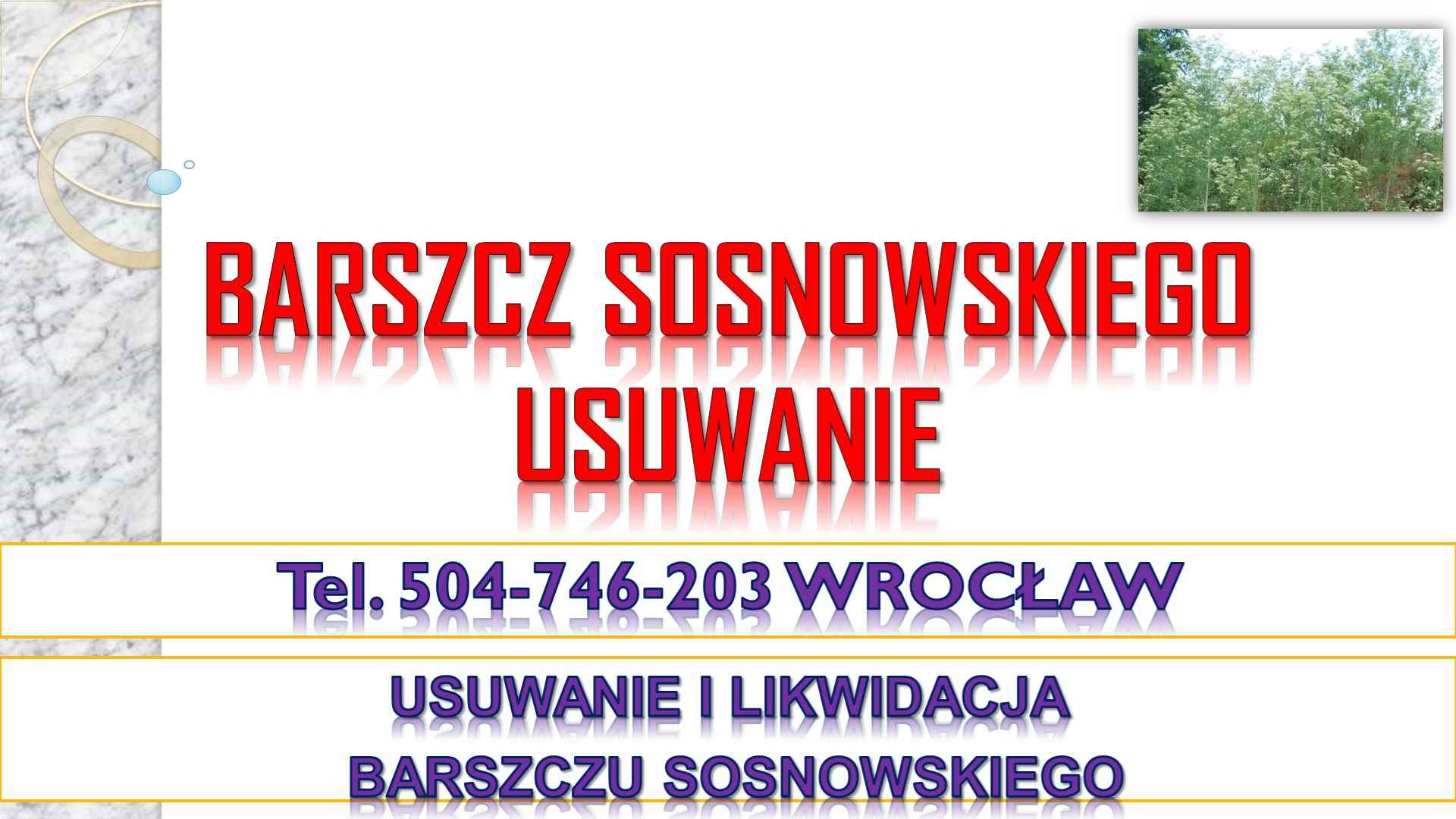 Usuwanie barszczu Sosnowskiego, cena, tel. 504-746-203, Wrocław. Psie Pole - zdjęcie 2