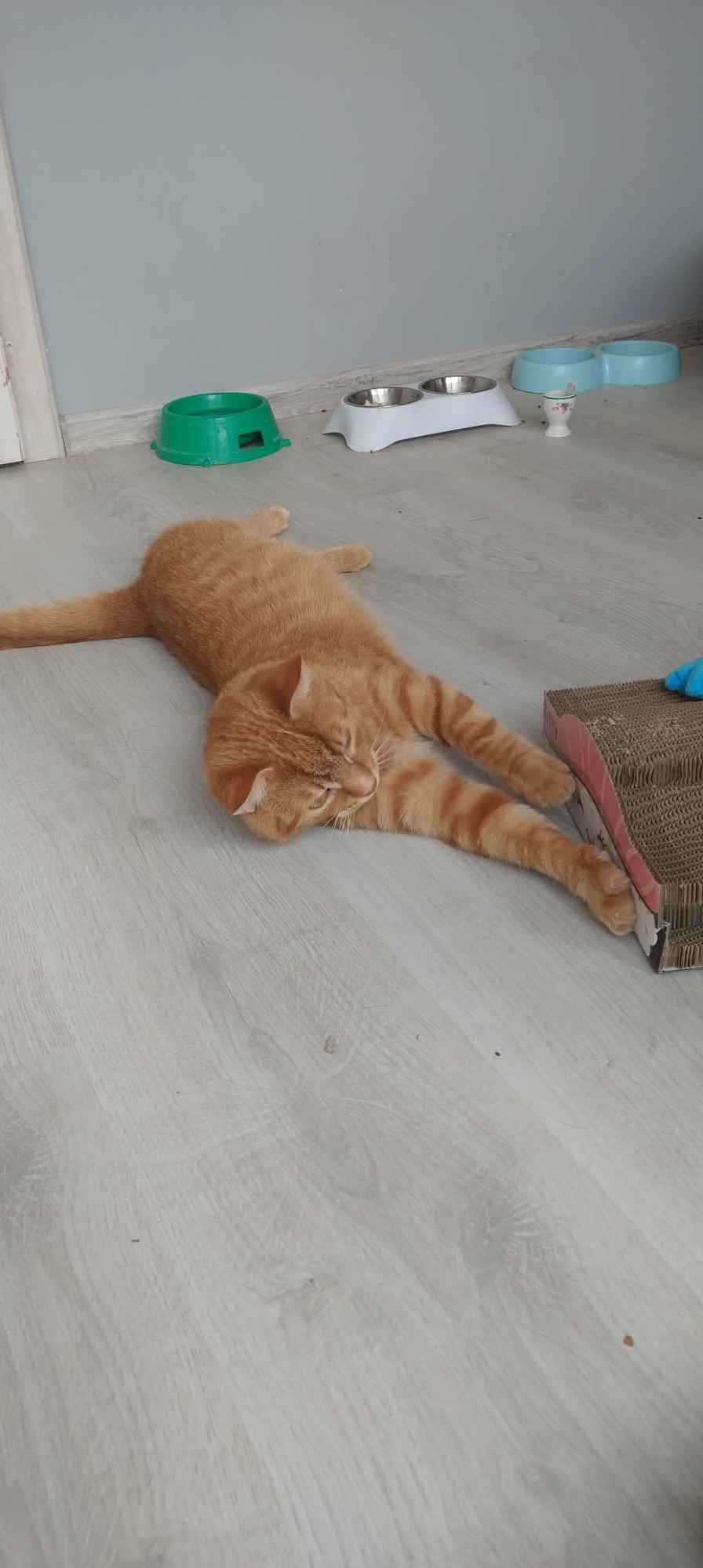 Kotek do adopcji Pabianice - zdjęcie 3