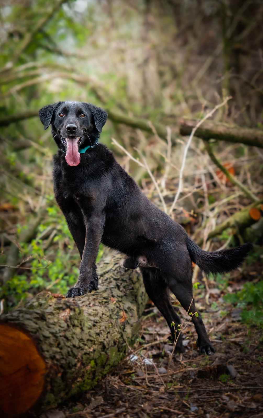 Uśmiechnięty Portos w typie labradora szuka domu! Olsztyn - zdjęcie 3