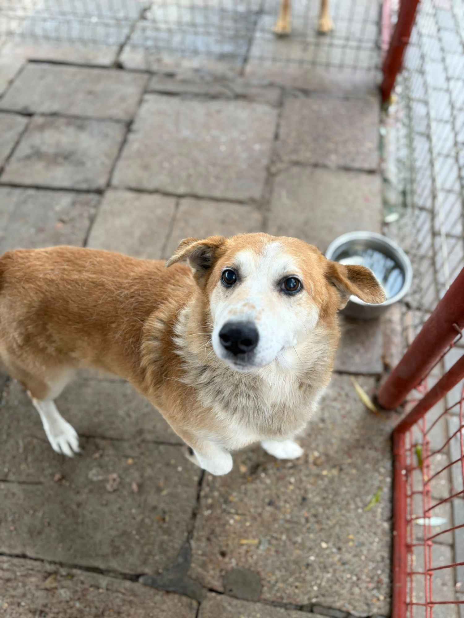 Reks - cudowny, domowy, niewielki psiak! Olsztyn - zdjęcie 2