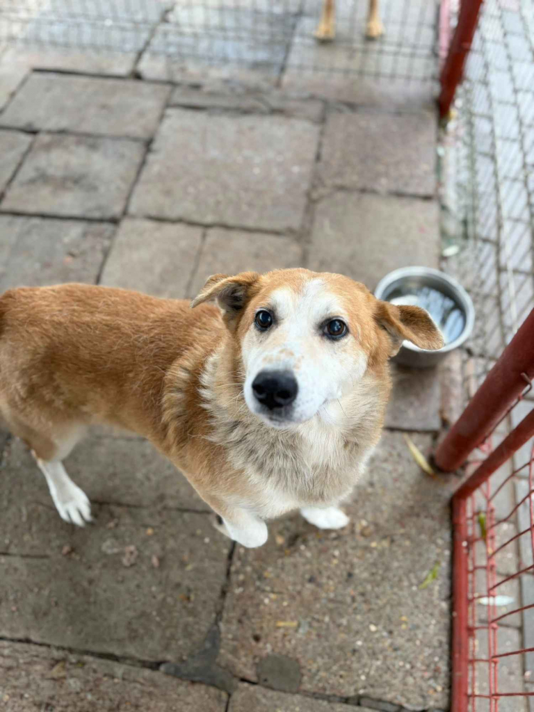 Reks - cudowny, domowy, niewielki psiak! Olsztyn - zdjęcie 2