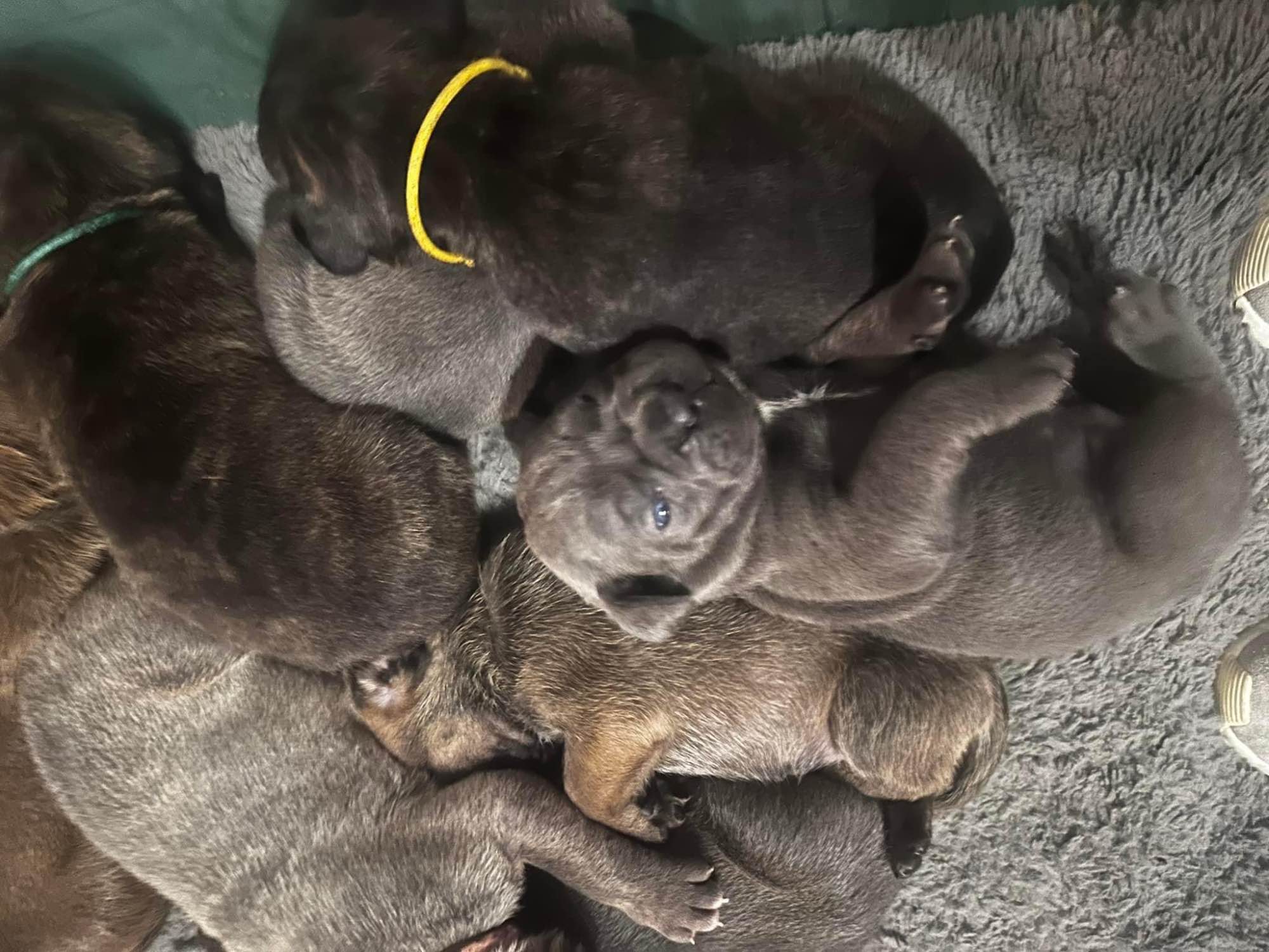 Cane Corso szukają domku Hel - zdjęcie 7