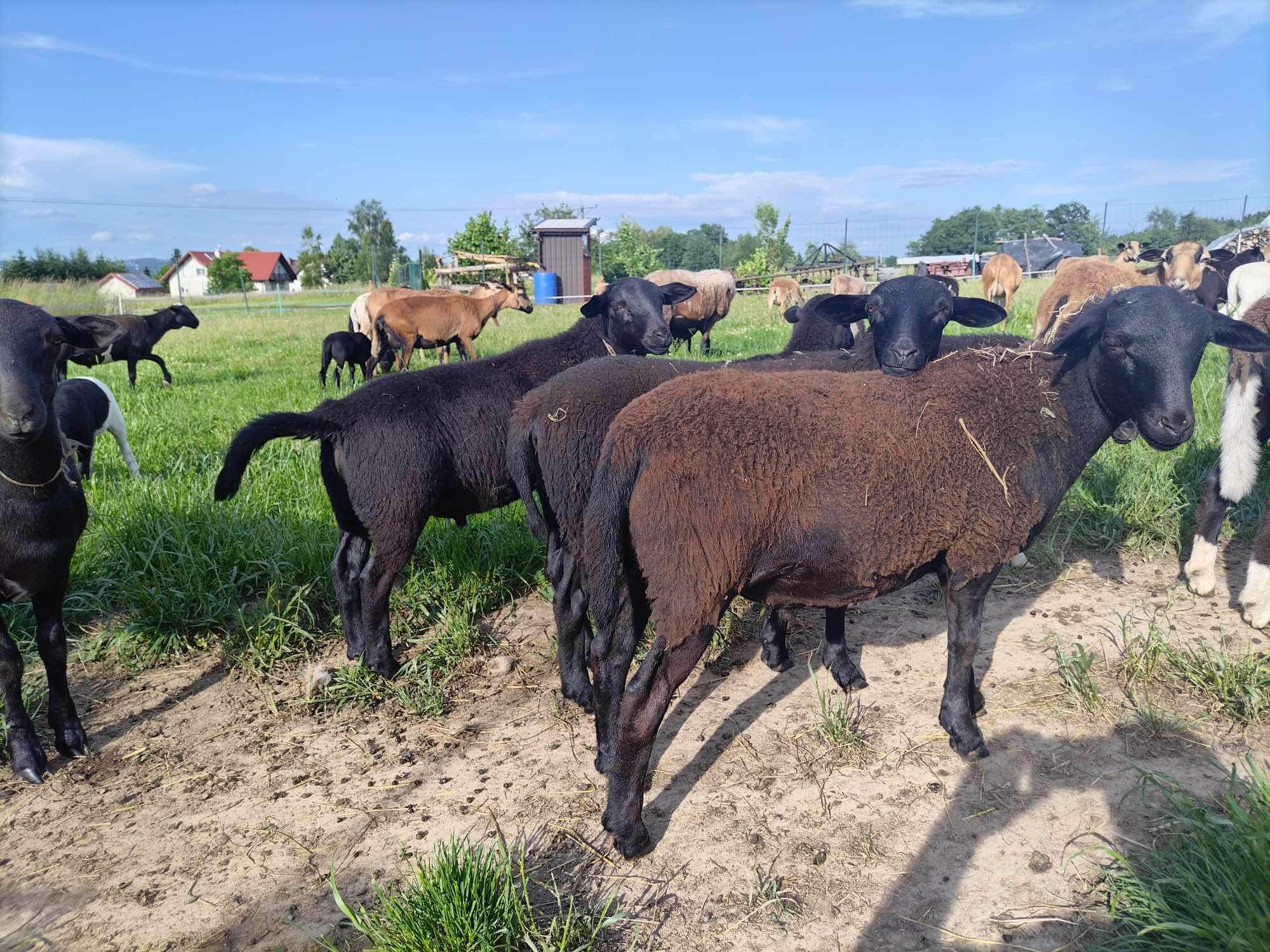 Baran owca Kamerun Dorper Jawornik - zdjęcie 4