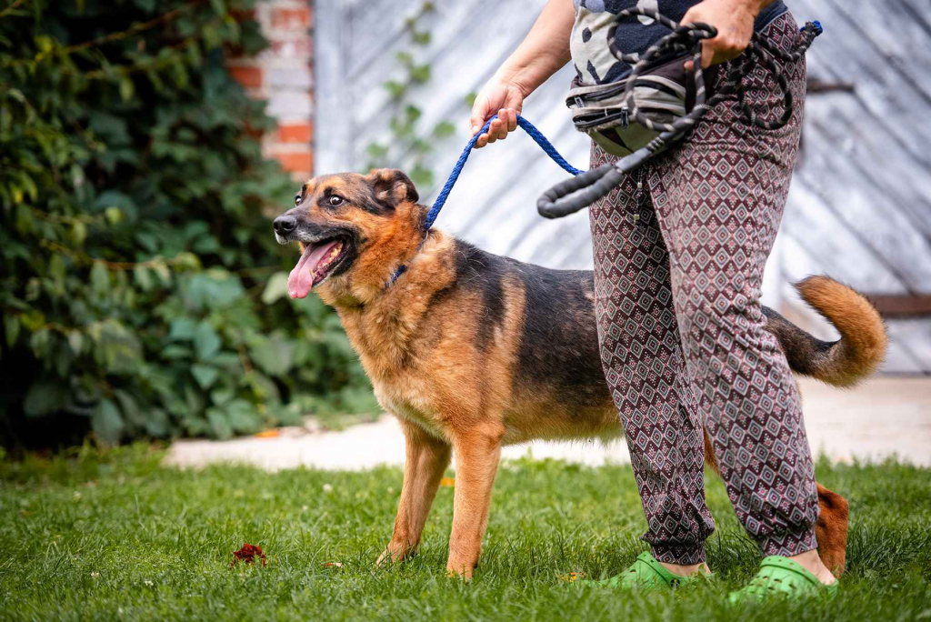 Fantastyczny Lizak - niekonfliktowy, rodzinny psia Olsztyn - zdjęcie 2