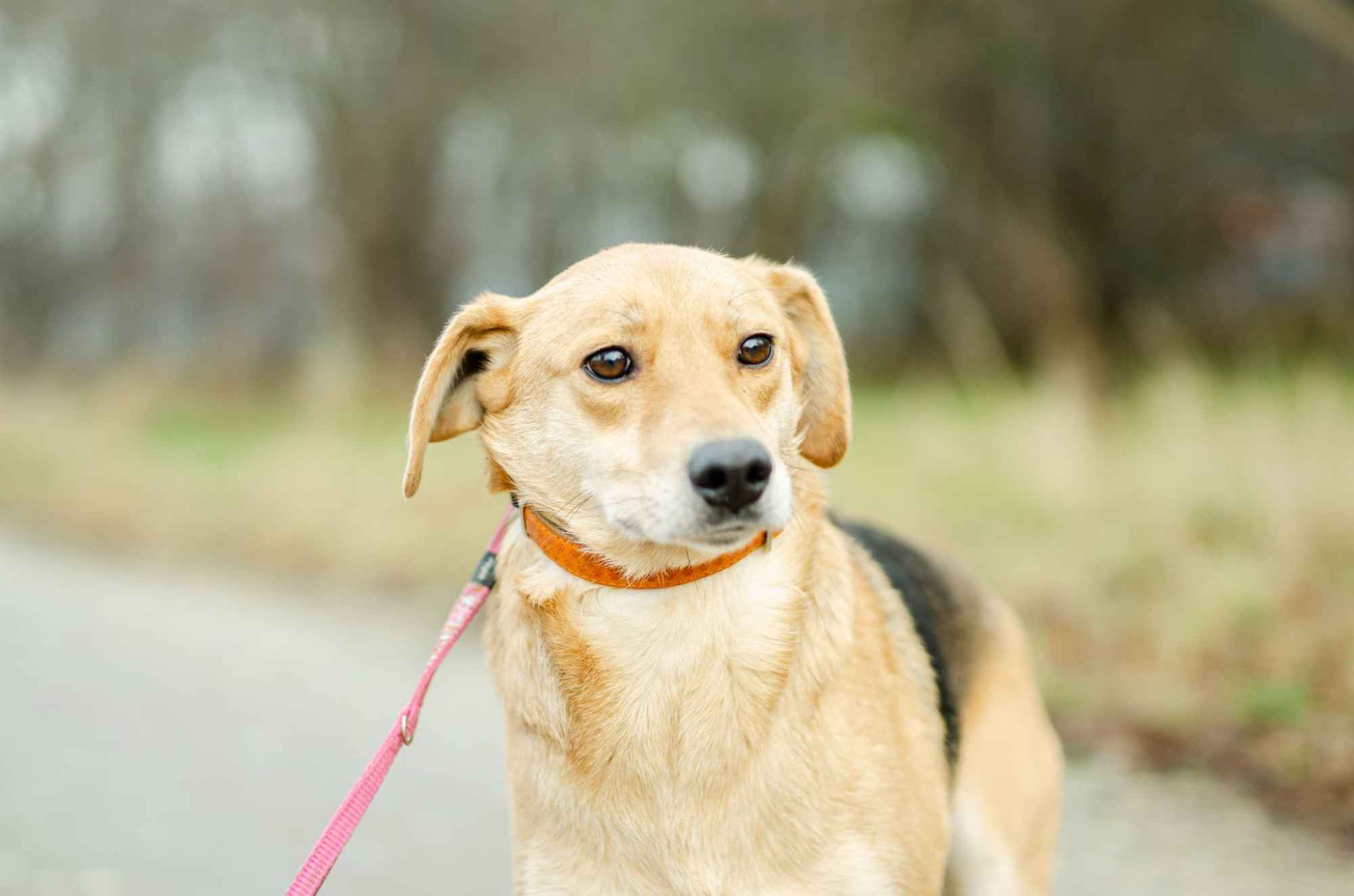 Kira - łagodna, przyjazna sunia BŁAGA o dom! Olsztyn - zdjęcie 4