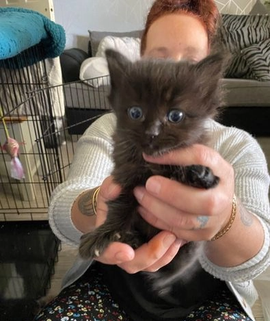 Ukamienowany kotek Ragdoll Bielany - zdjęcie 1