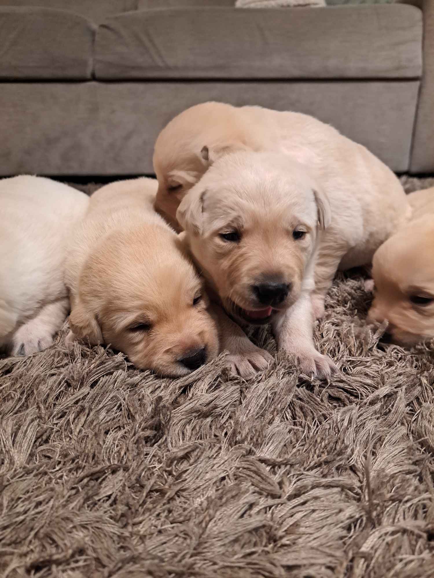 Labrador Retriever Gruszów Wielki - zdjęcie 4