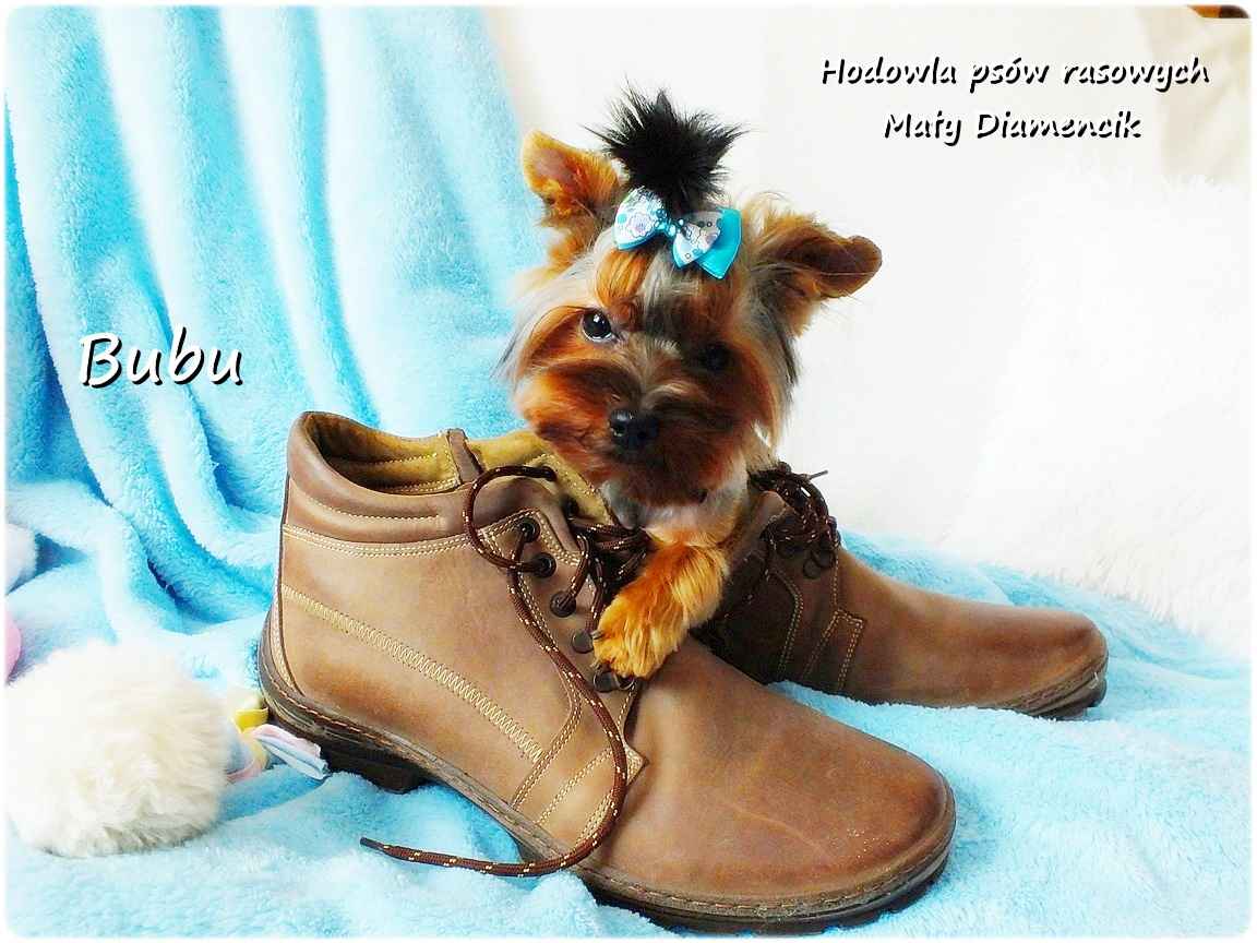 ULTRA Mini XXS! Yorkshire Terrier York 6-mcy malutki chłopczyk Bubu Żary - zdjęcie 5