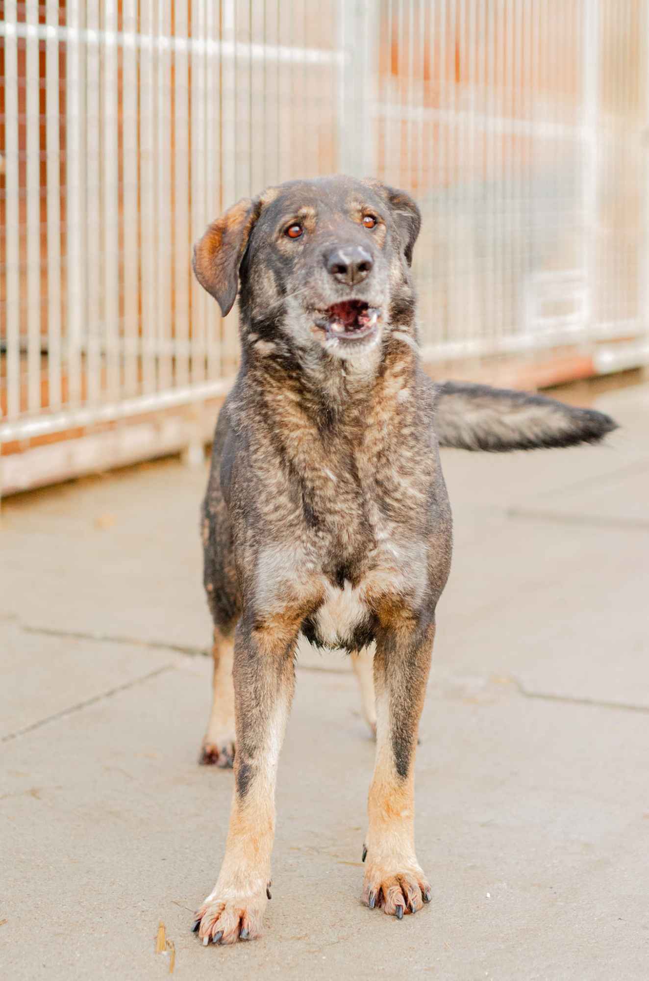 Gaja, mądra, wspaniała sunia za kratami, pomocy! Olsztyn - zdjęcie 4