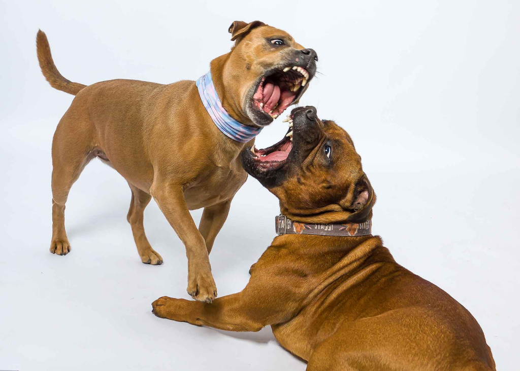 Fotografia studyjna z ulubionym zwierzakiem Wieliczka - zdjęcie 10