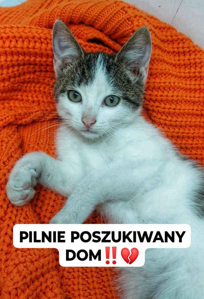 8 tygodniowy kotek Orzeszek PILNIE szuka domu! Olsztyn - zdjęcie 1