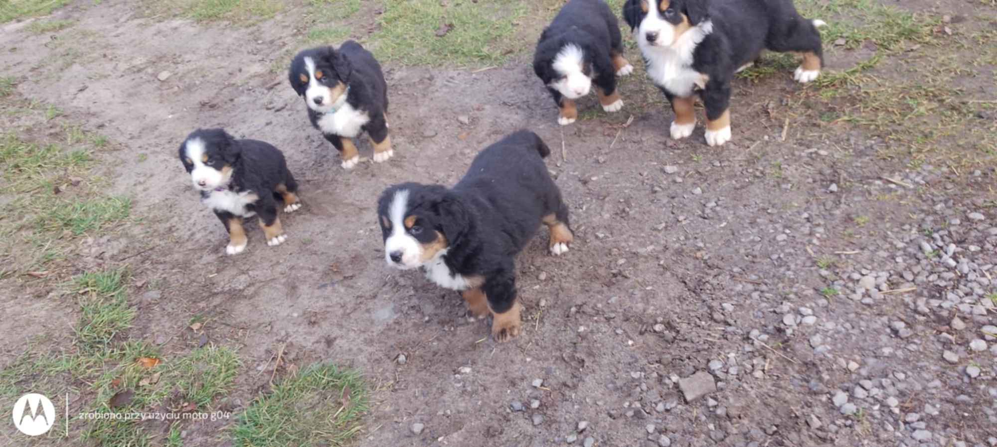 Berneńskie Psy Pasterskie Białobrzegi - zdjęcie 2