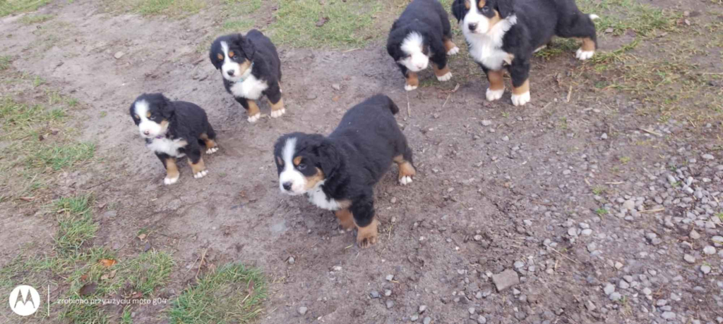 Berneńskie Psy Pasterskie Białobrzegi - zdjęcie 2