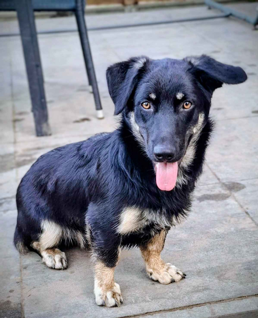 Sreberek - niewielki, domowy psiak szuka domu! Olsztyn - zdjęcie 1