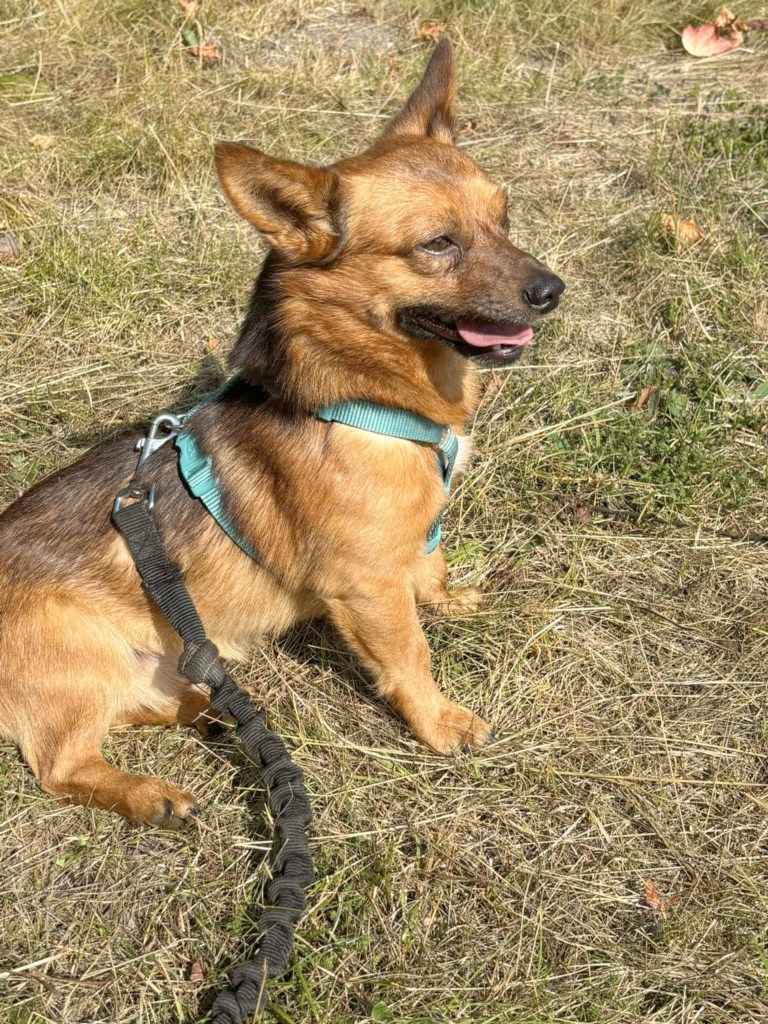 HENIO maleńki grzeczny piesek szuka  domu Mszczonów - zdjęcie 2