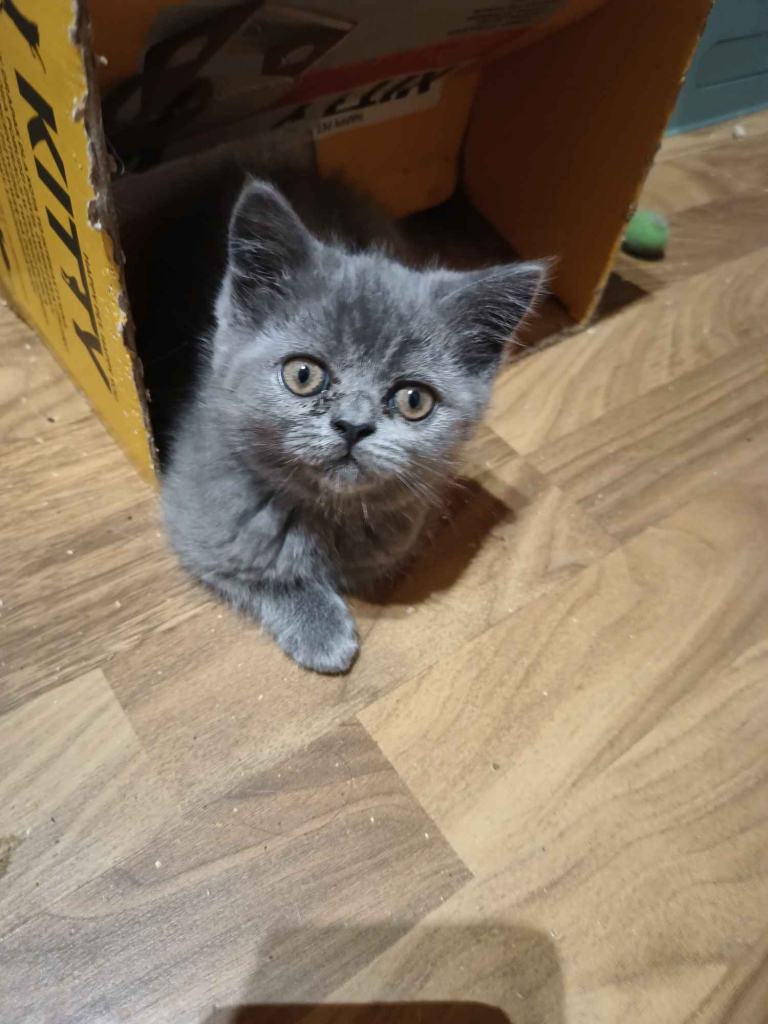 Kotki brytyjskie już do odbioru Ćmielów - zdjęcie 4