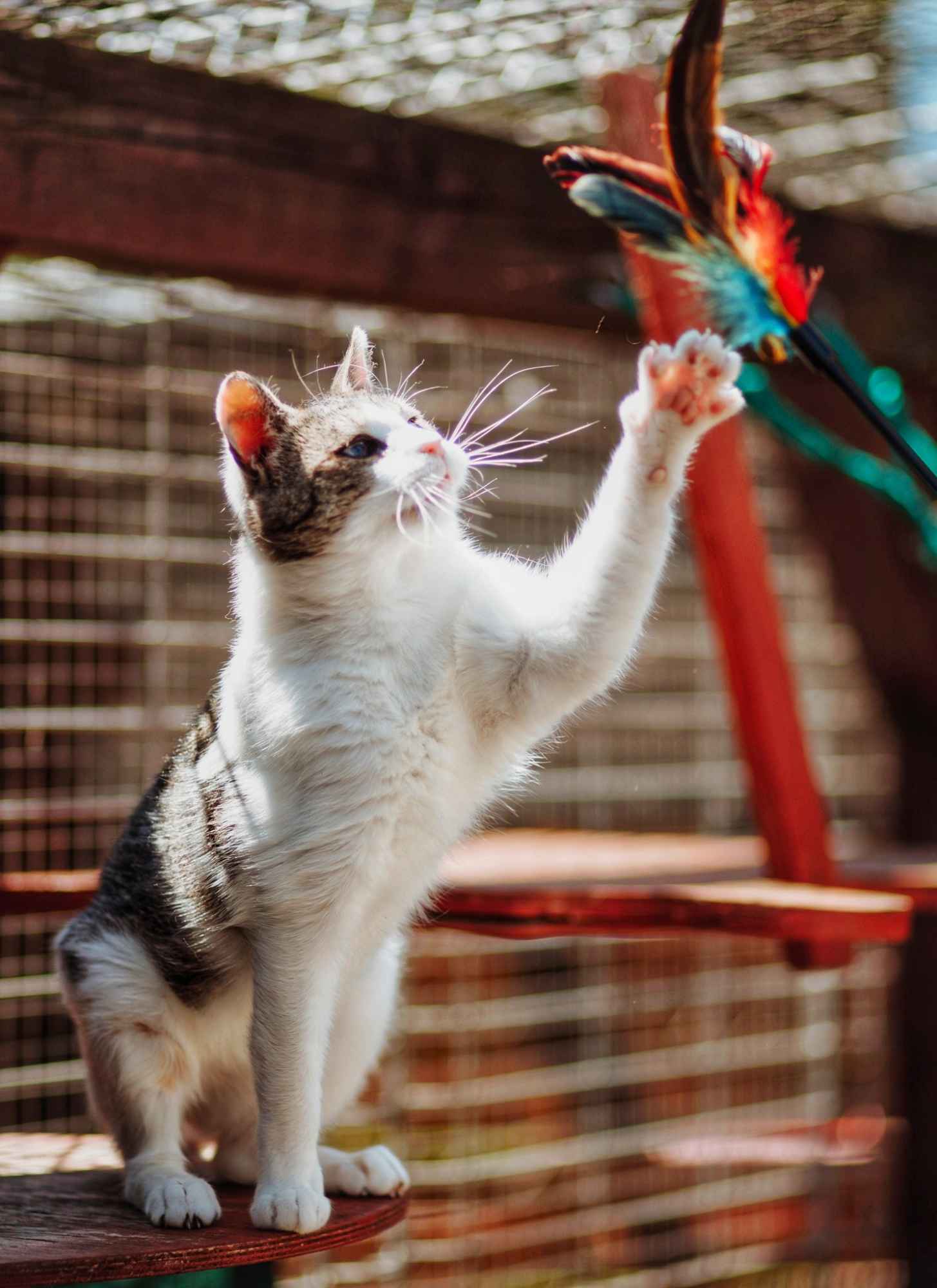 Valentino - wesoły, odważny, przyjazny kocurek! Olsztyn - zdjęcie 5