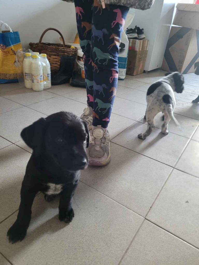 Szczeniaki wyżeł niemiecki Złoczew - zdjęcie 3