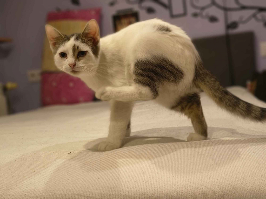 Olinek - słodki 4 miesięczny kociak do pokochania Olsztyn - zdjęcie 4