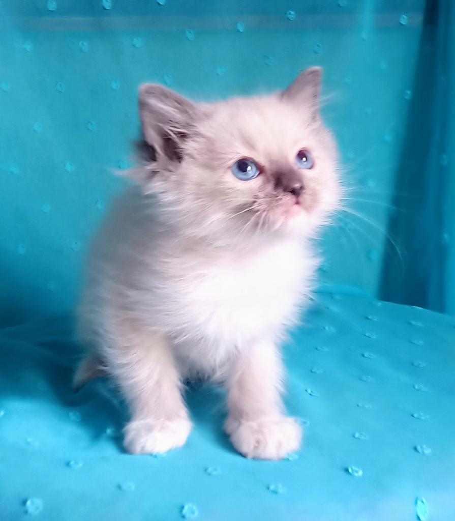 Kocurek Ragdoll z rodowodem i wyprawką Górna - zdjęcie 5